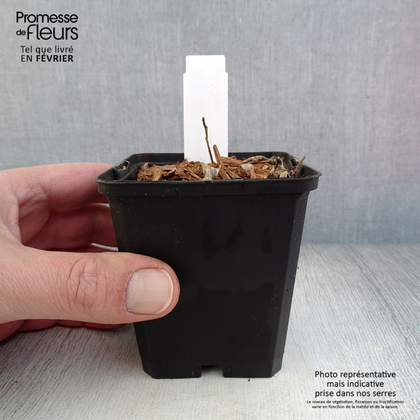 Amostra de Dictamnus albus var. purpureus - Fraxinelle Vaso de 8/9 cm tal como entregue no inverno