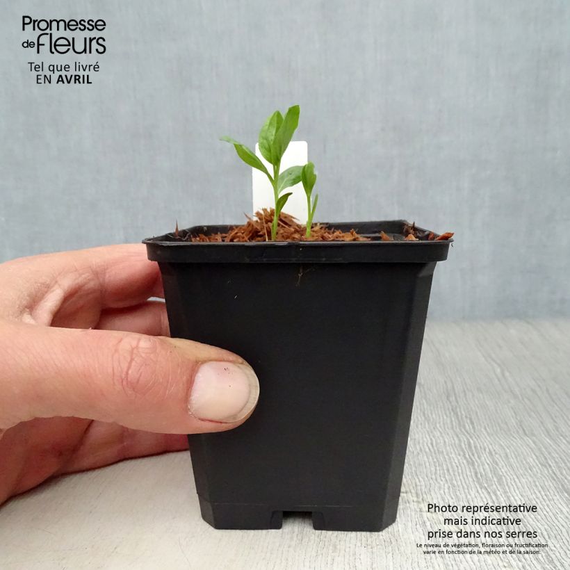 Amostra de Dictamnus albus var. purpureus Vaso de 8/9 cm tal como entregue na primavera