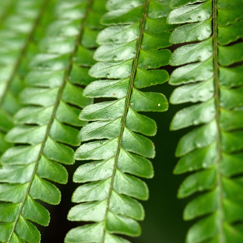 Didymochlaena truncatula (Folhagem)