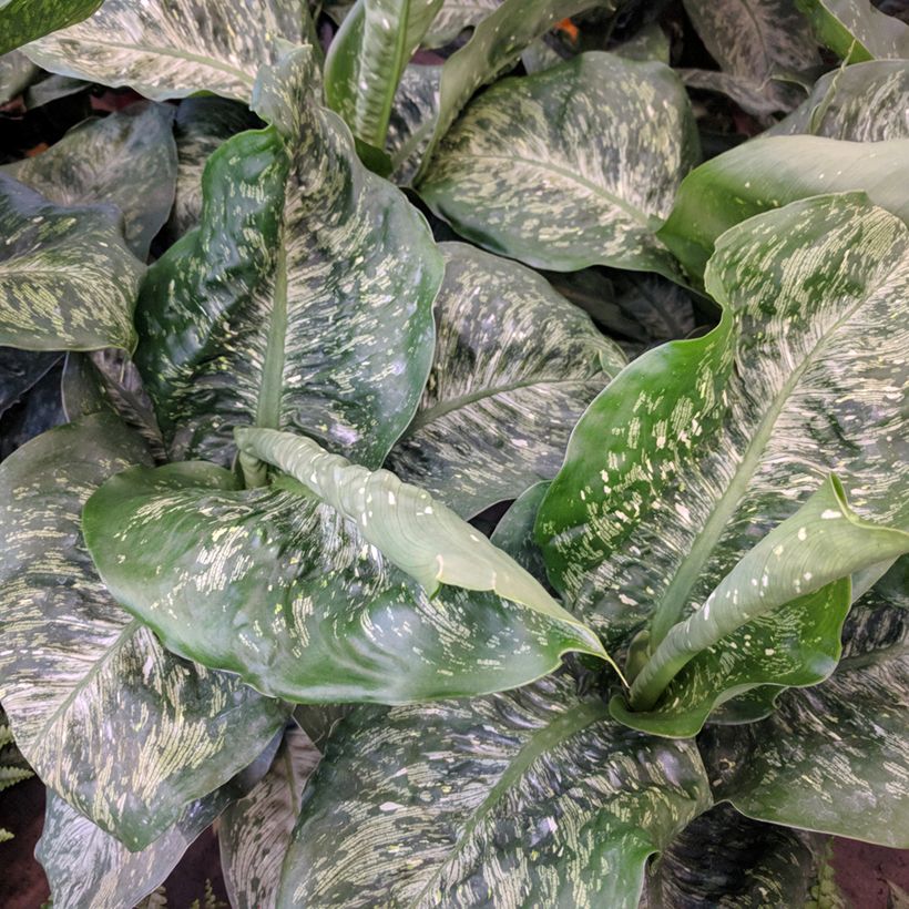 Dieffenbachia seguine Tropic Snow - Comigo-ninguém-pode (Folhagem)