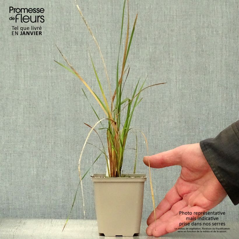 Amostra de Dierama Alba - Canne à pêche des anges Godet de 8/9 cm tal como entregue no inverno