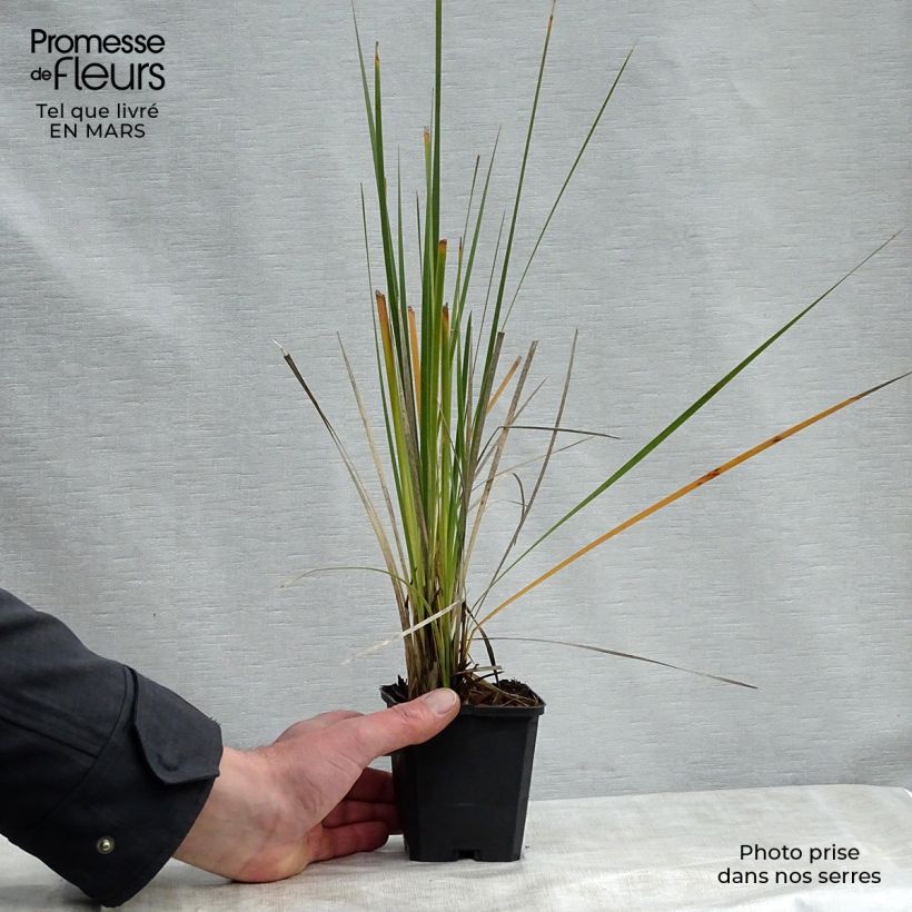 Amostra de Dierama pulcherrimum Album Vaso de 8/9 cm tal como entregue na primavera