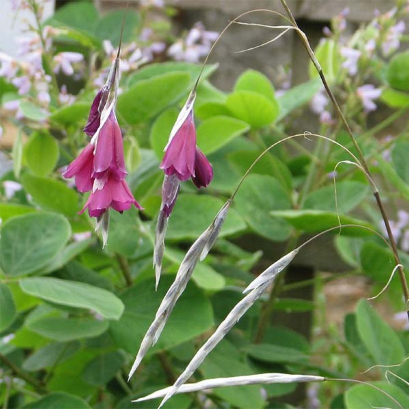 Dierama Blackbird (Floração)