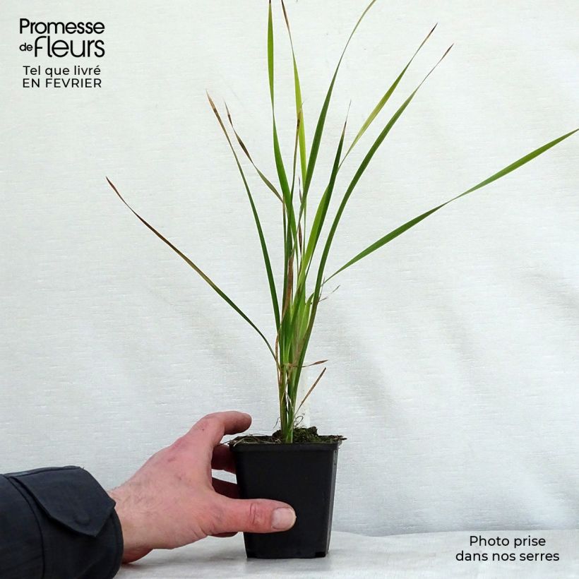 Amostra de Dierama Dark Cerise - Canne à pêche des anges Godet de 8/9 cm tal como entregue no inverno