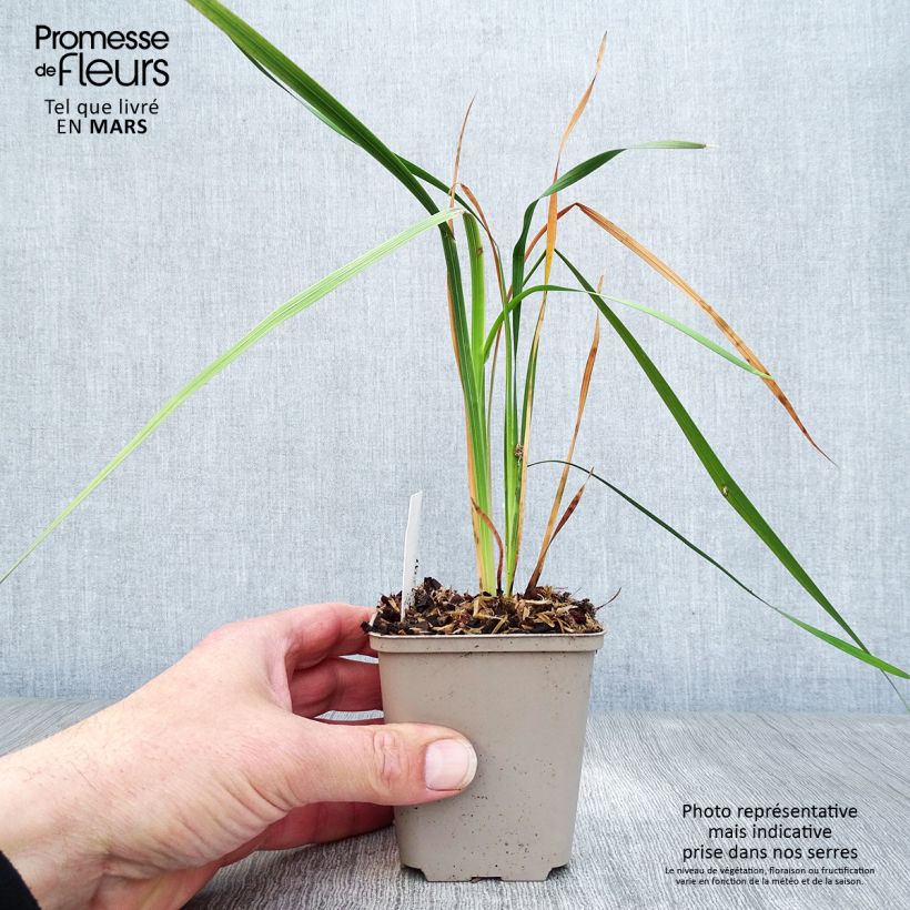 Amostra de Dierama Dark Cerise Vaso de 8/9 cm tal como entregue na primavera