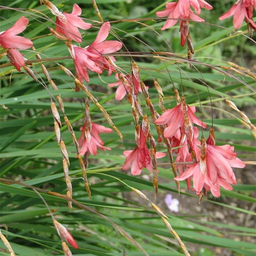 Dierama igneum (Floração)