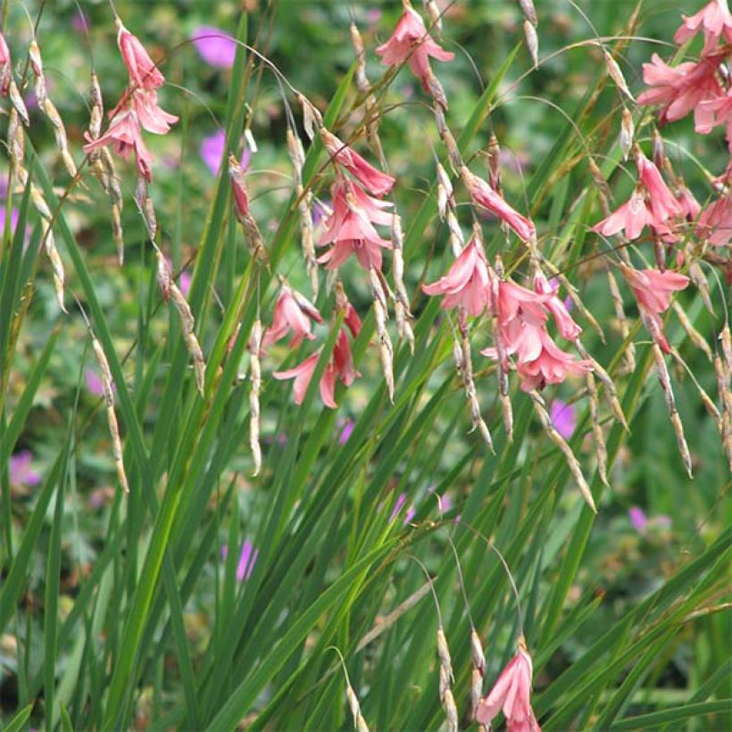 Dierama igneum (Hábito)