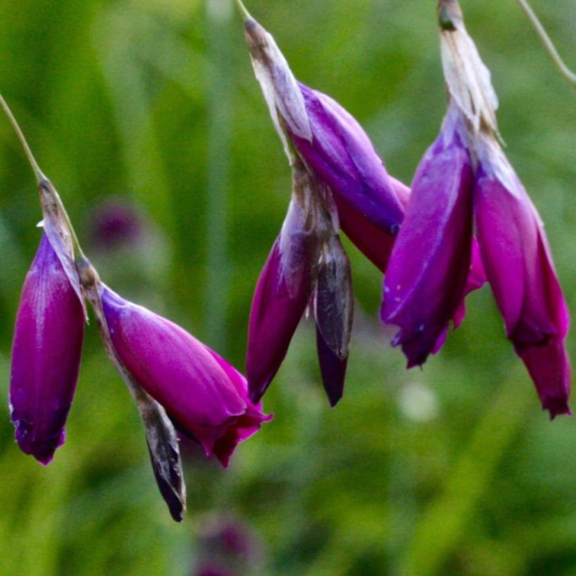 Dierama Dark Cerise (Floração)