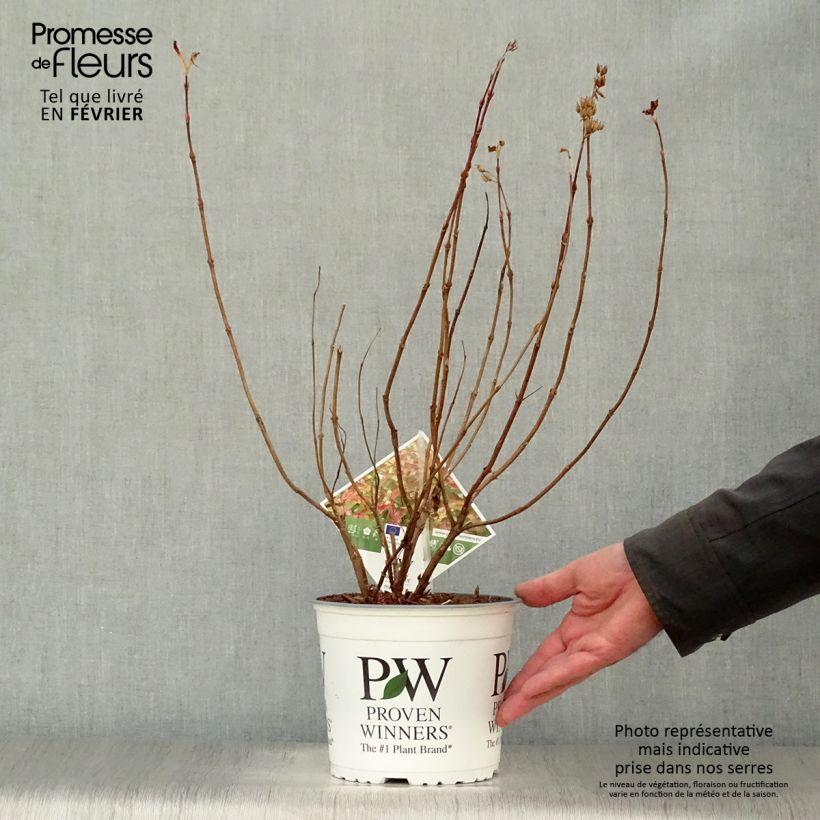 Amostra de Diervilla Kodiak Orange Vaso de 2 L/3 L tal como entregue no inverno