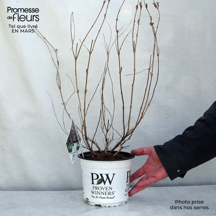 Amostra de Diervilla Kodiak Red Vaso de 2 L/3 L tal como entregue no inverno