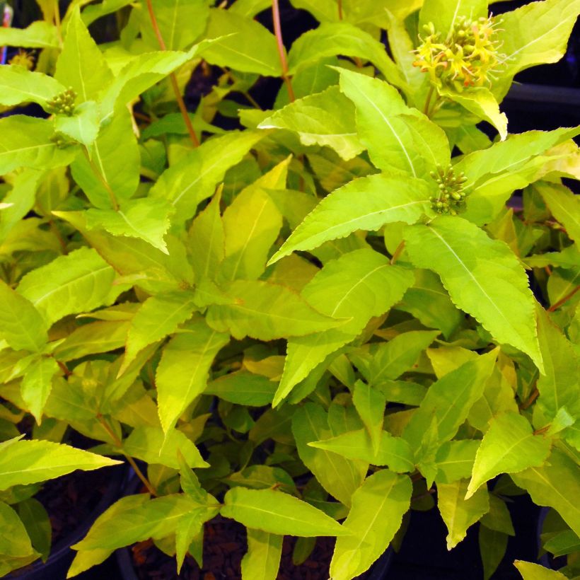 Diervilla rivularis Honeybee (Folhagem)