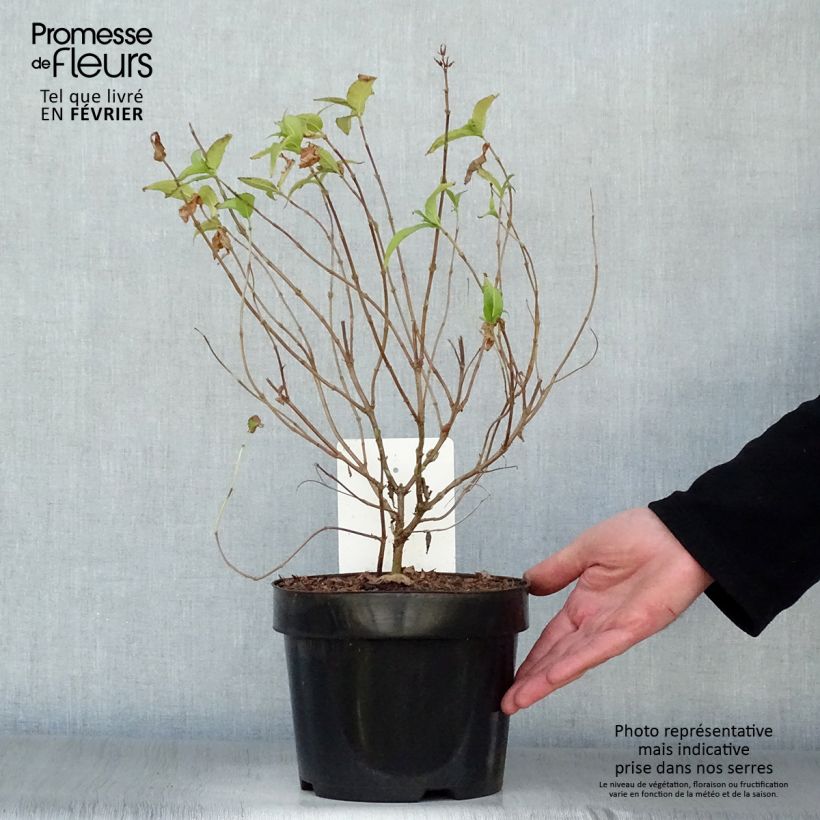 Amostra de Diervilla rivularis Honeybee Vaso de 2 L/3 L tal como entregue no inverno