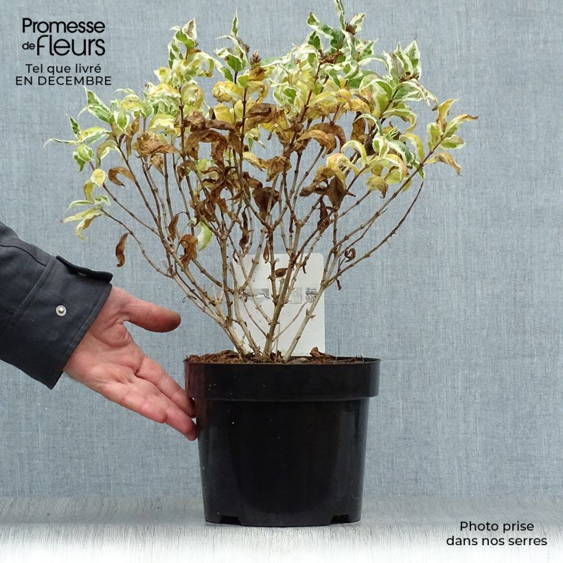 Amostra de Diervilla sessilifolia Cool Splash Vaso de 3 L/4 L tal como entregue no inverno