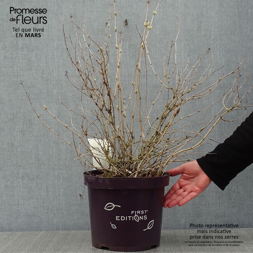 Amostra de Diervilla sessilifolia Cool Splash Vaso de 7,5 L/10 L tal como entregue no inverno