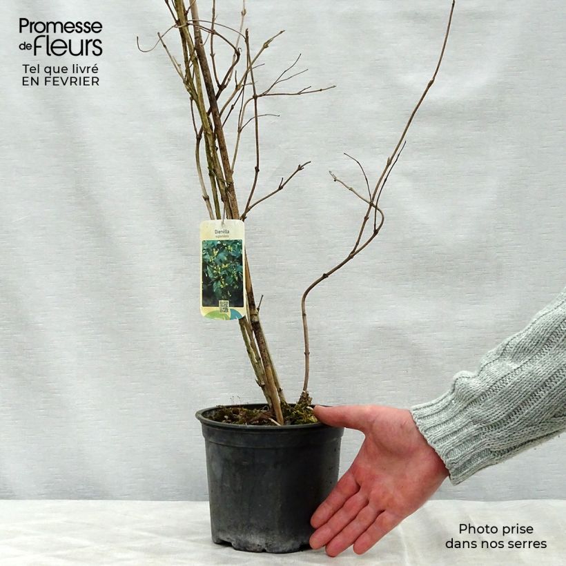 Amostra de Diervilla splendens - Diervillé Vaso de 2 L/3 L tal como entregue no inverno