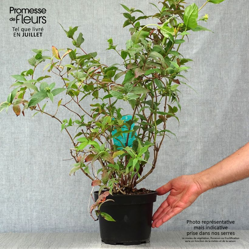 Amostra de Diervilla × splendens Vaso de 2 L/3 L tal como entregue no verão