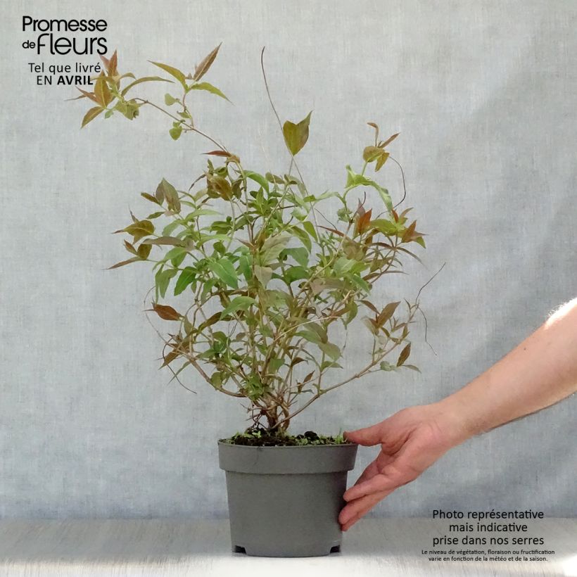 Amostra de Diervilla × splendens Vaso de 2 L/3 L tal como entregue na primavera