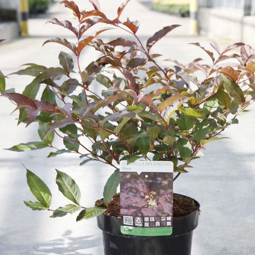 Diervilla splendens Diva (Hábito)