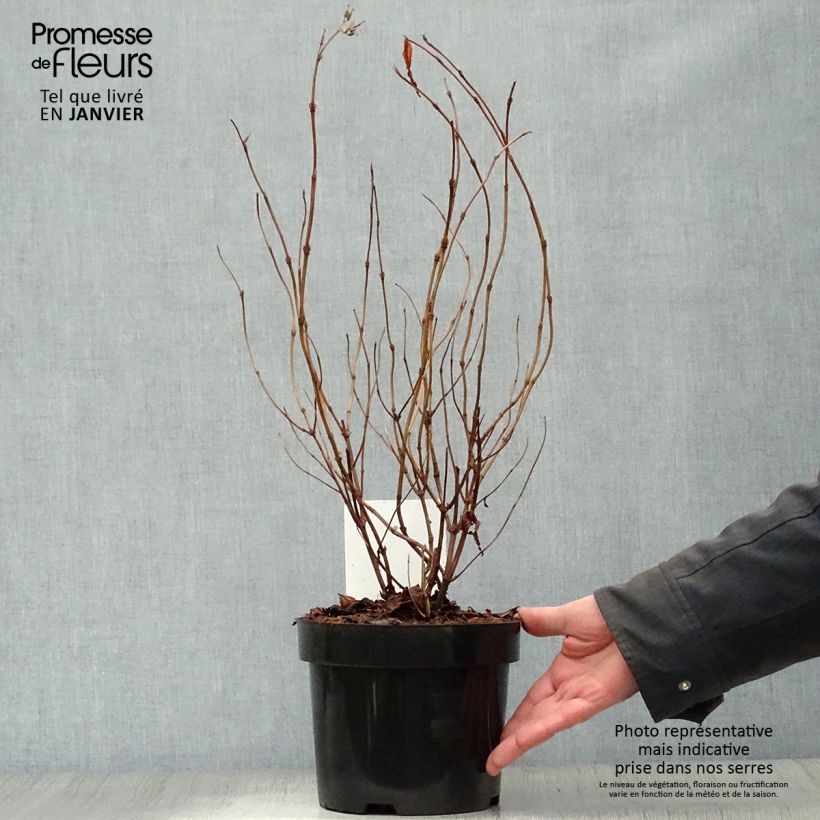 Amostra de Diervilla splendens Diva Vaso de 3 L/4 L tal como entregue no inverno