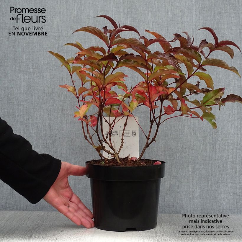 Amostra de Diervilla splendens Diva Vaso de 3 L/4 L tal como entregue no outono