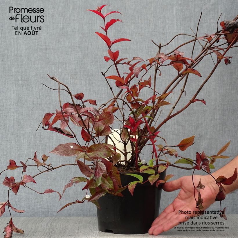 Amostra de Diervilla splendens Diva Vaso de 3 L/4 L tal como entregue no verão