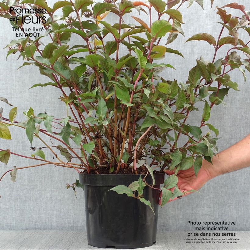 Amostra de Diervilla splendens Diva Vaso de 7,5 L/10 L tal como entregue no verão
