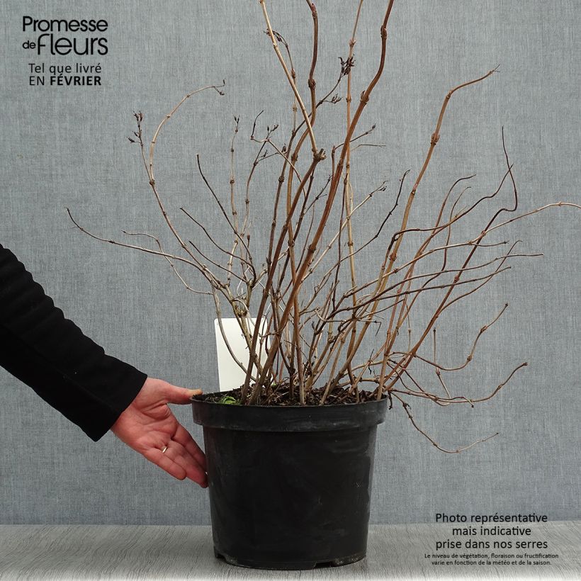 Amostra de Diervilla splendens Diva Vaso de 7,5 L/10 L tal como entregue no inverno