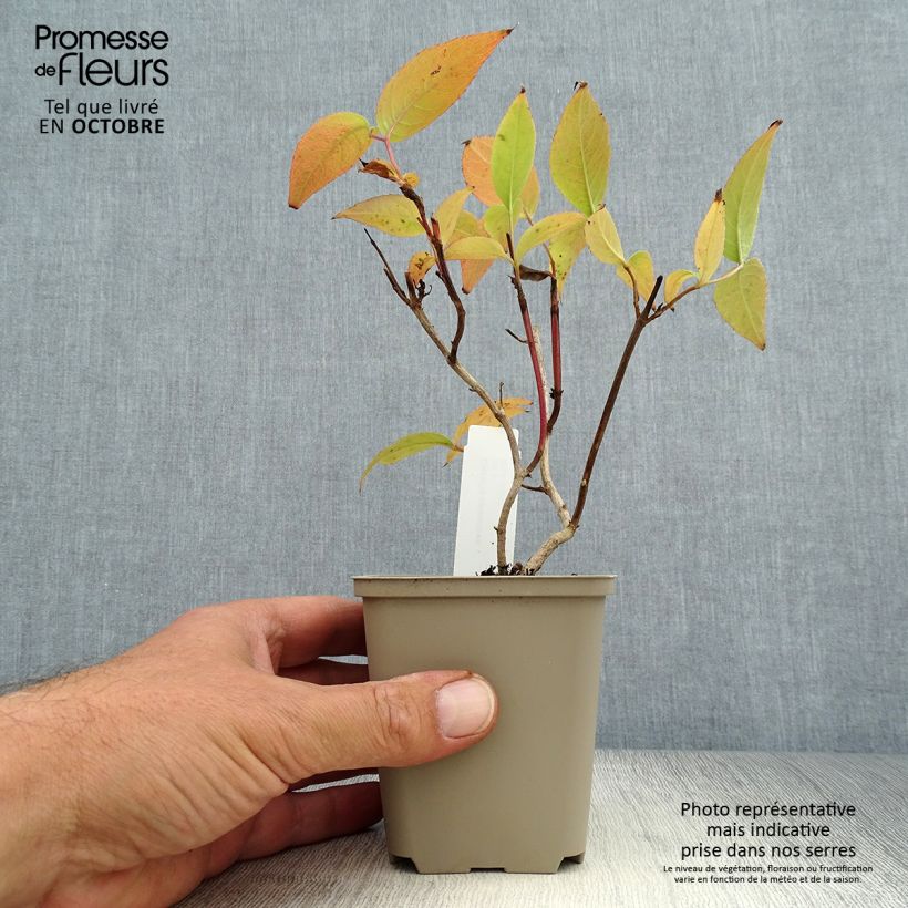 Amostra de Diervilla × splendens Vaso de 8/9 cm tal como entregue no outono