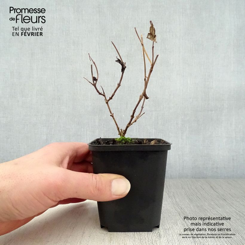 Amostra de Diervilla splendens - Diervillé Vaso de 8/9 cm tal como entregue no inverno