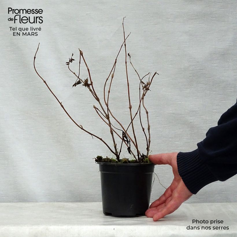 Amostra de Diervilla × splendens Vaso de 8/9 cm tal como entregue na primavera