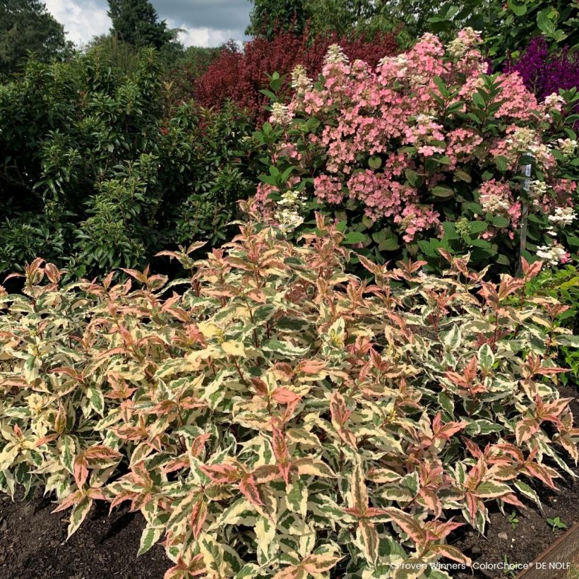 Diervilla Kodiak Mixx (Hábito)