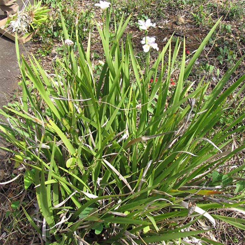Dietes grandiflora (Hábito)