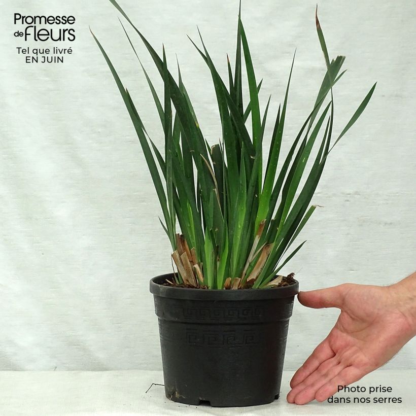 Amostra de Dietes grandiflora Vaso de 2 L/3 L tal como entregue no verão