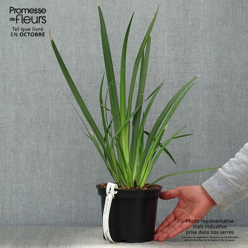 Amostra de Dietes grandiflora Vaso de 2 L/3 L tal como entregue no outono