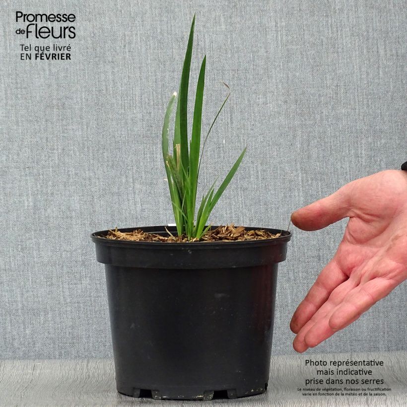 Amostra de Dietes Grandiflora - Iris des Fées Pot de 2L/3L tal como entregue no inverno