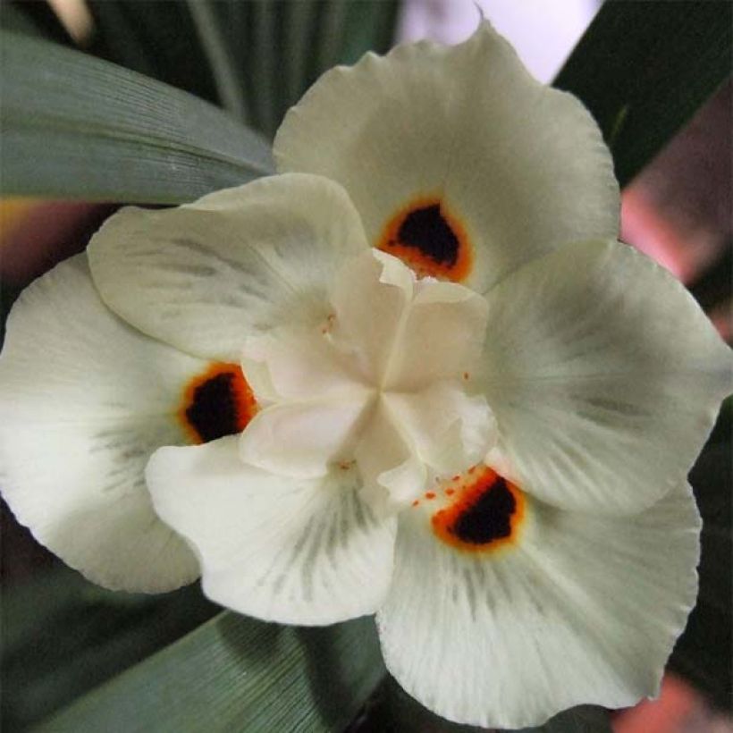 Dietes bicolor (Floração)