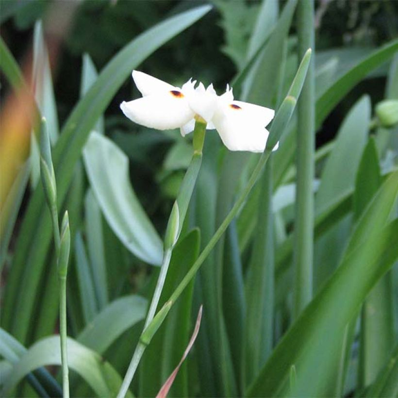 Dietes bicolor (Hábito)