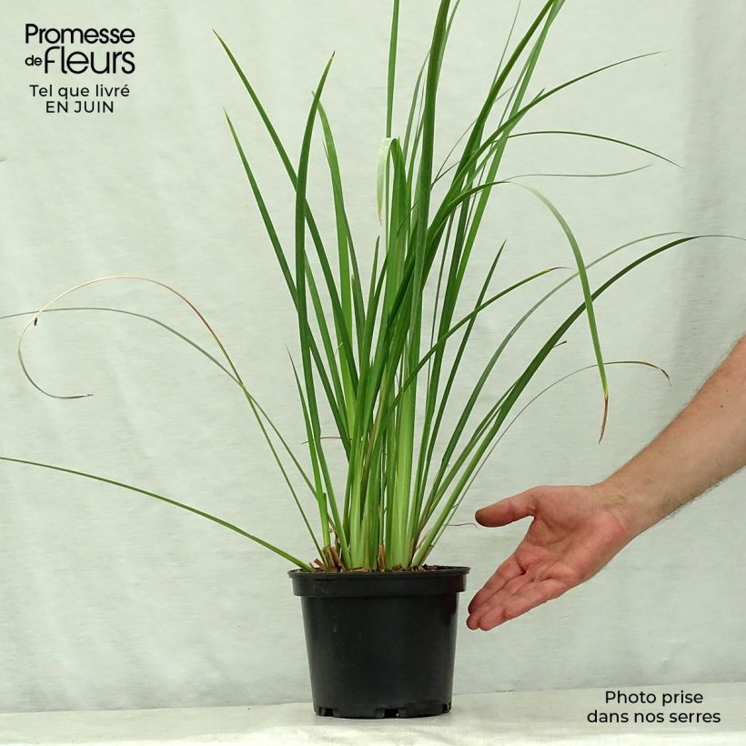 Amostra de Dietes bicolor Vaso de 2 L/3 L tal como entregue no verão