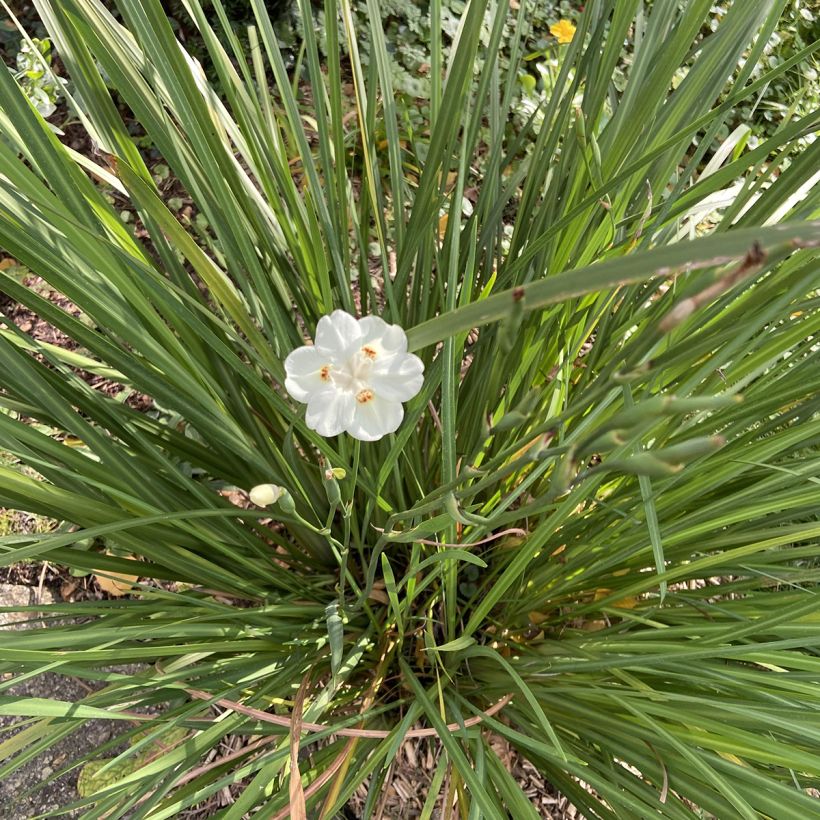 Dietes bicolor (Hábito)