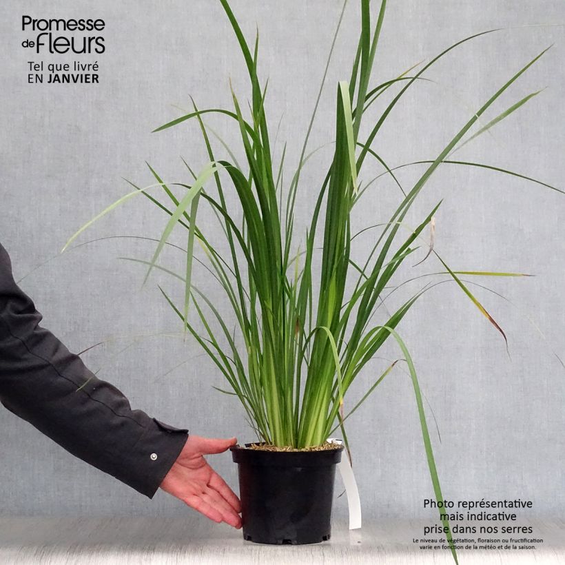 Amostra de Dietes bicolor - Iris espagnol Pot de 2L/3L tal como entregue no inverno