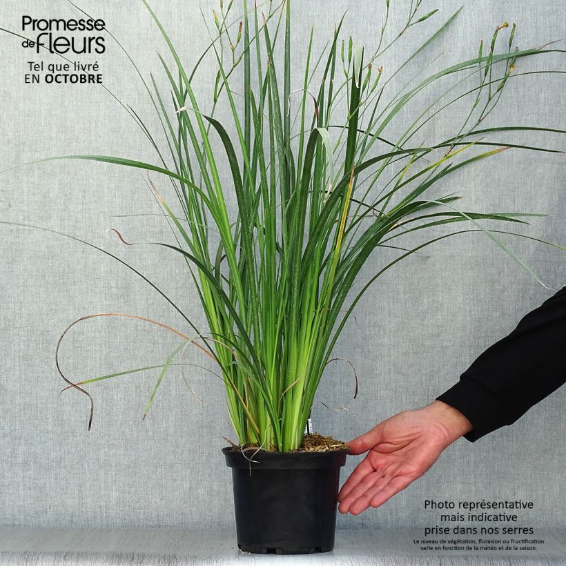 Amostra de Dietes bicolor Vaso de 2 L/3 L tal como entregue no outono
