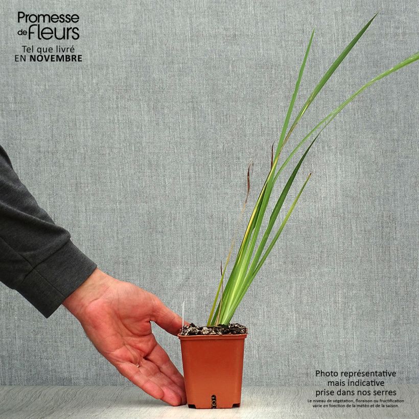 Amostra de Dietes bicolor Vaso de 8/9 cm tal como entregue no outono