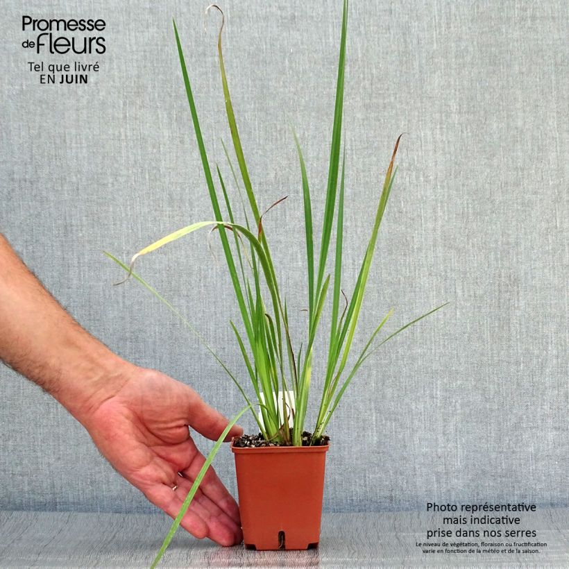 Amostra de Dietes bicolor Vaso de 8/9 cm tal como entregue no verão
