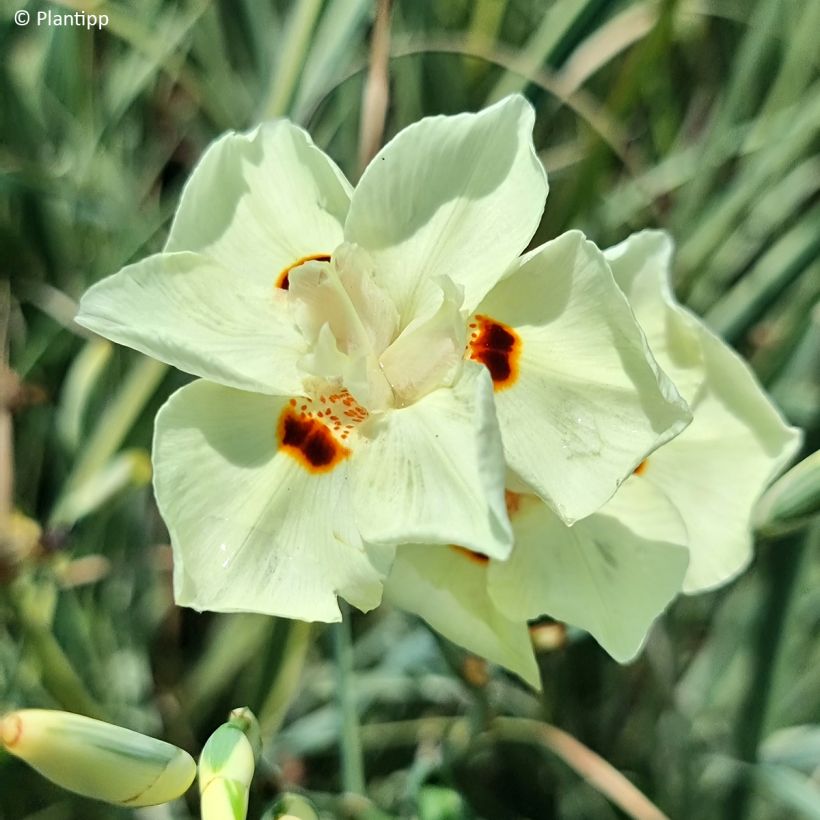 Dietes bicolor Milky Way (Floração)