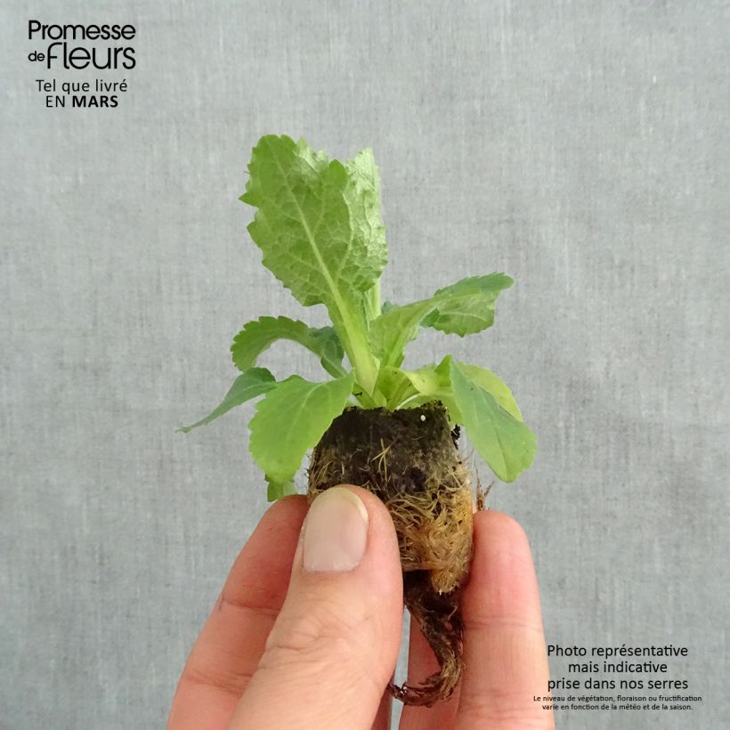 Amostra de Digiplexis Berry Canary - Digitalis hybride Mini-torrão Ø 3/4 cm tal como entregue na primavera