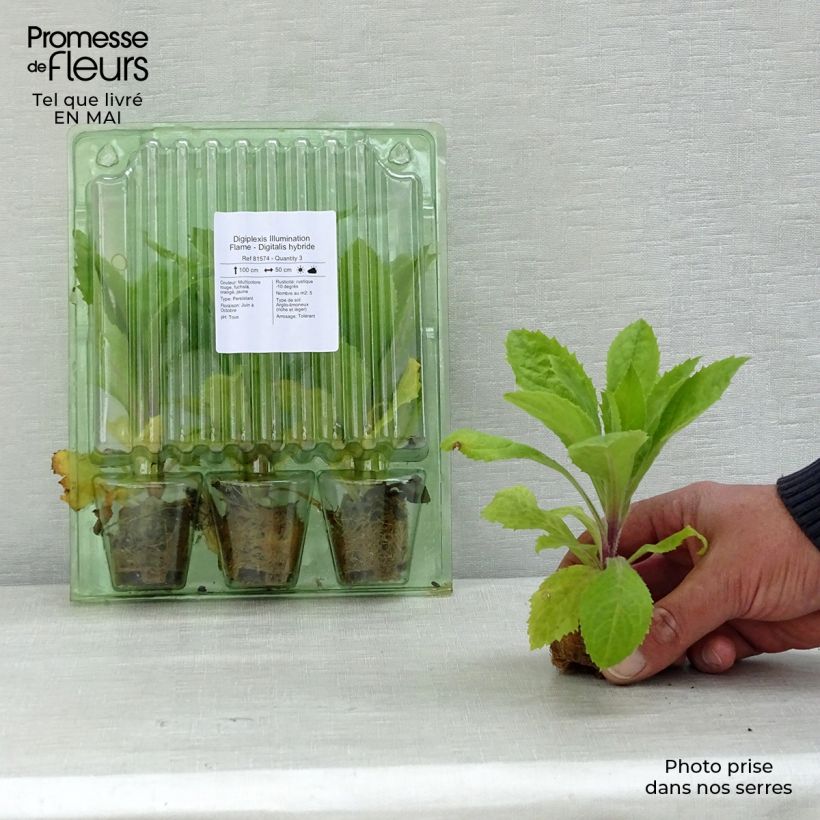 Amostra de Digiplexis Illumination Flame - Digitalis hybride Mini-torrão Ø 3/4 cm tal como entregue na primavera