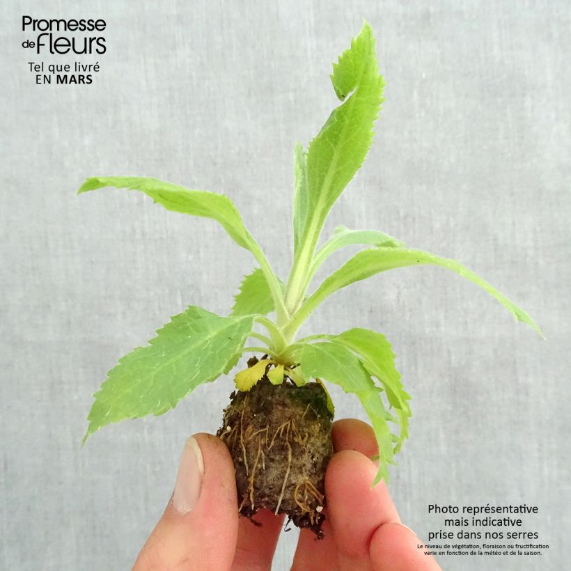 Amostra de Digiplexis Illumination Raspberry - Digitalis hybride  Mini-torrão Ø 3/4 cm tal como entregue na primavera