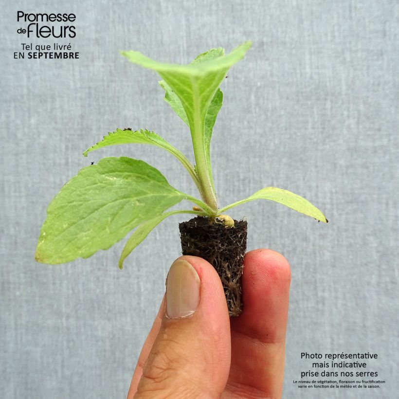 Amostra de Digitale - Digitalis Dalmatian en mélange  Mini-torrão Ø 1,5/2,5 cm tal como entregue no outono