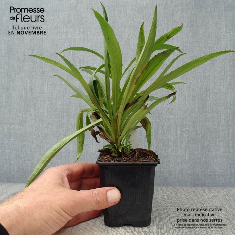 Amostra de Digitalis híbrida Goldcrest Vaso de 8/9 cm tal como entregue no outono