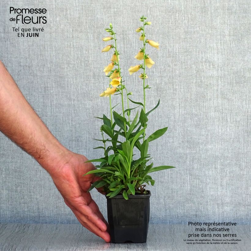 Amostra de Digitalis híbrida Goldcrest Vaso de 8/9 cm tal como entregue no verão